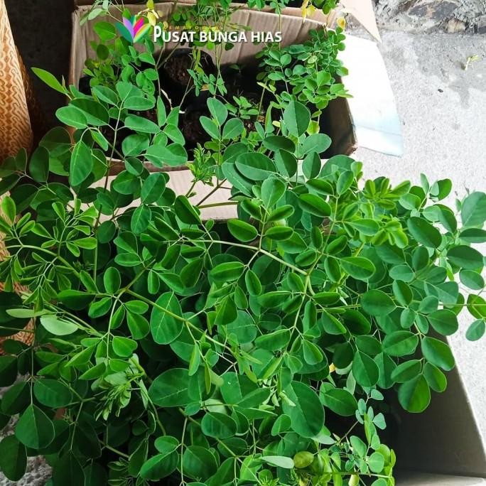 

Terlaris Bibit Tanaman Daun Kelor Herbal Biji