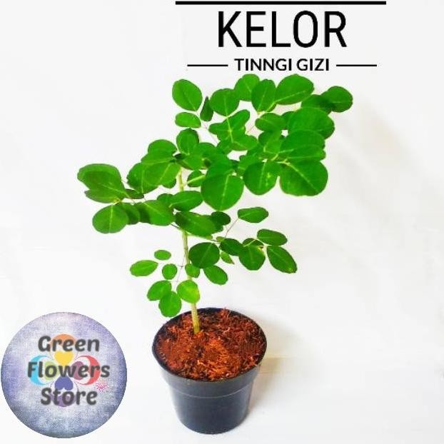 

Terlaris Pohon Herbal Daun Kelor/ Bibit Tanaman Daun Kelor Eeee