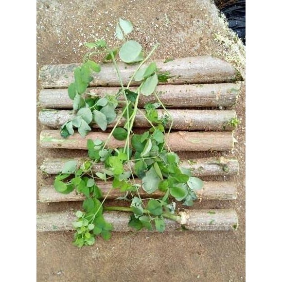 

Terlaris (Promo) Promo Bibit Daun Kelor (Fresh)