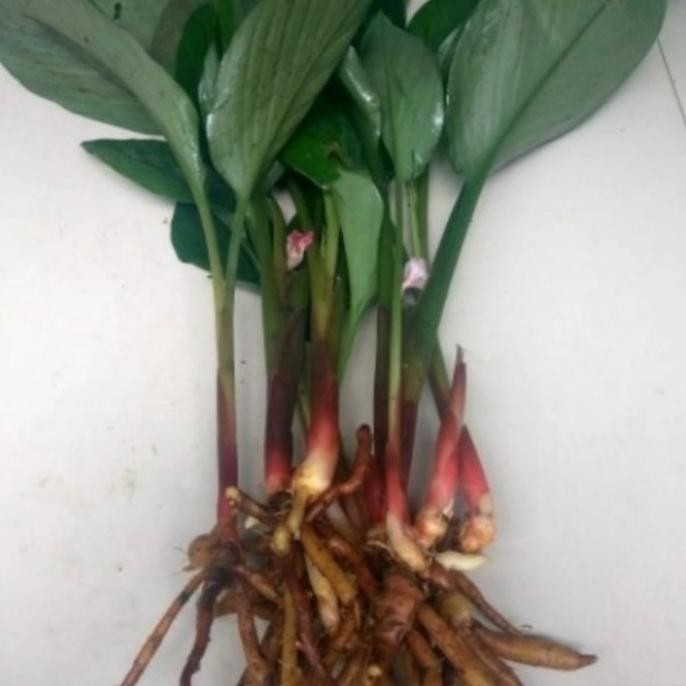 

Terlaris Bibit Pohon Temu Kunci Herbal