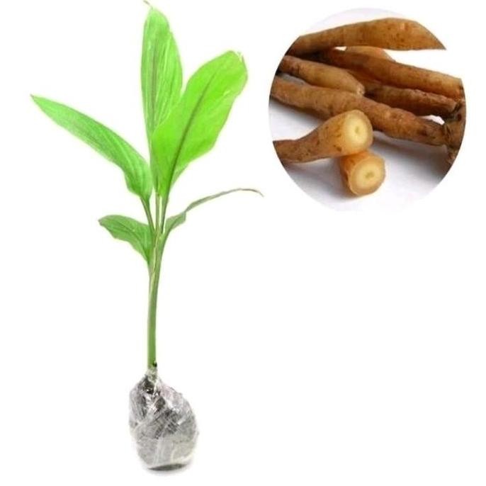 

Terlaris 3 Pcs Bibit Tanaman Temu Kunci Siap Tanam
