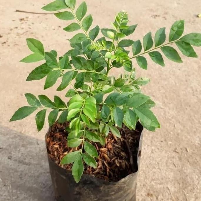

Terlaris Bibit Daun Kari Salam Koja Temurui Wild Curry Leaves Bibit Salam