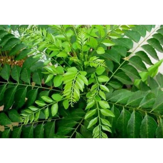 

Terlaris Jual [Grosir] Bibit Tanaman Kari / Pohon Daun Kari / Daun Salam Koja /