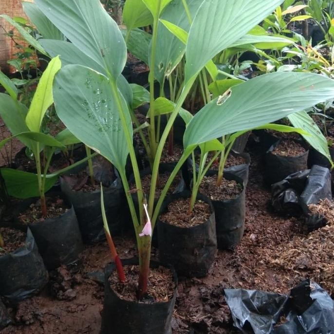 

Terlaris Bibit Pohon Temu Kunci / Tanaman Herbal Temu Konci
