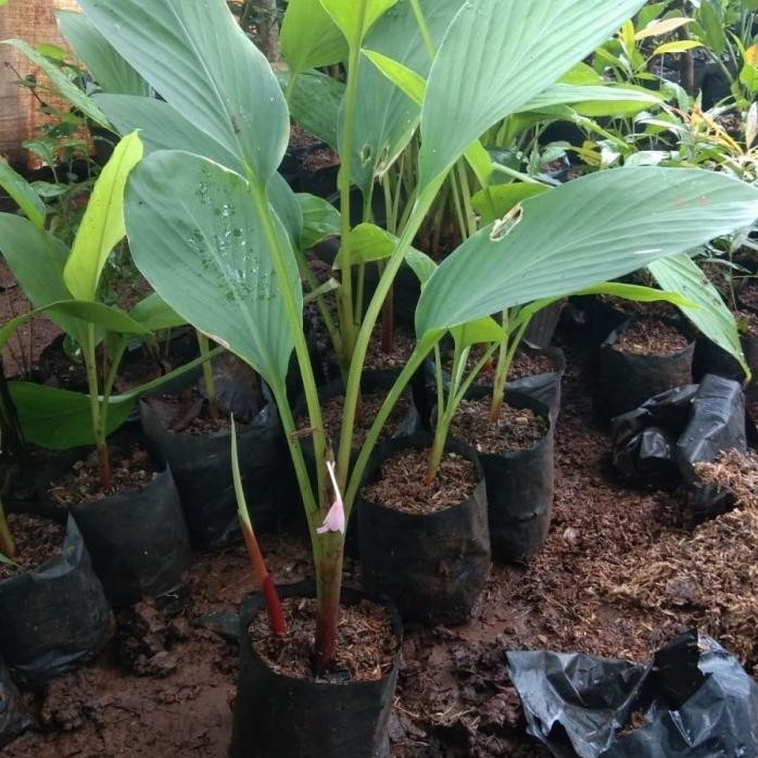 

Terlaris Bibit Pohon Temu Kunci / Tanaman Herbal Temu Konci