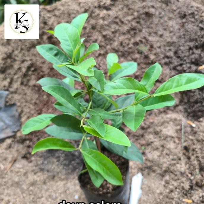 

Terlaris Bibit Tanaman Daun Salam 30-50Cm