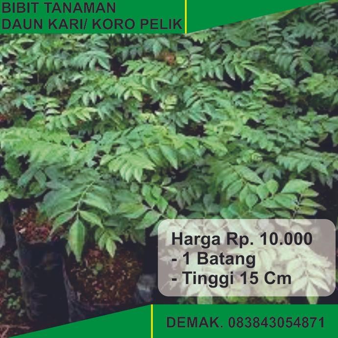 

Terlaris Bibit Tanaman Salam Koja Daun Kari Temuru Koropelik Koro Pelik