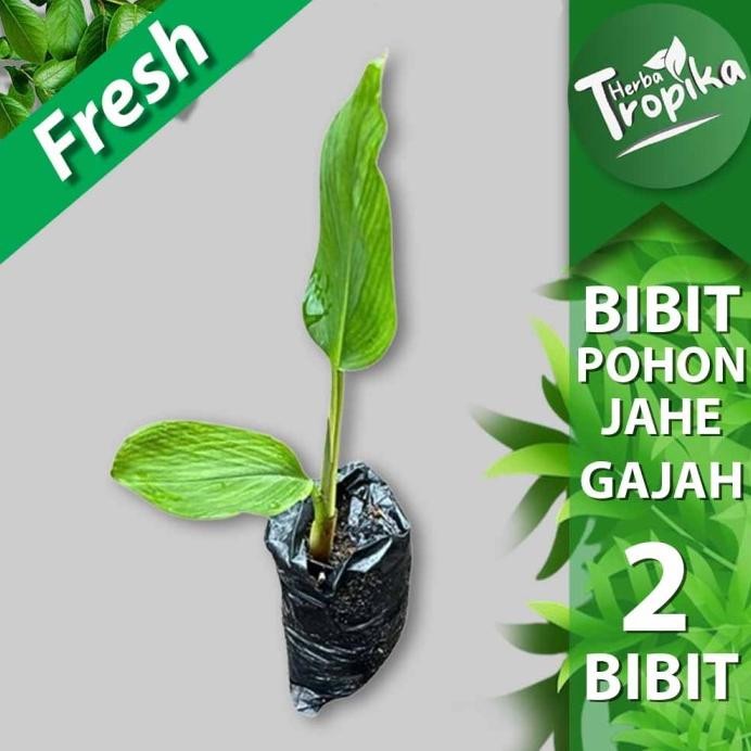 

Terlaris Bibit Tanaman Temu Kunci Sudah Tumbuh Kualitas Unggul 2 Bibit Toko Herba Tropika