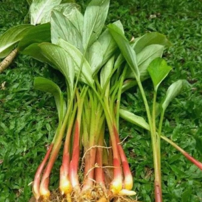 

Terlaris Bibit Temu Kunci Paket 20 Pohon / Bibit Tanaman Temu Kunci Cabutan