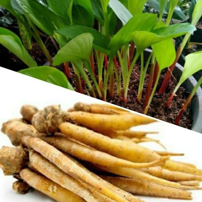 

Terlaris Bibit Temu Kunci & Umbinya Fress Murah 500Gr