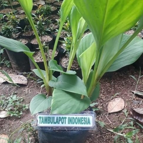 

Terlaris Best Bibit Temu Kunci Temukunci Tanaman Herbal Obat