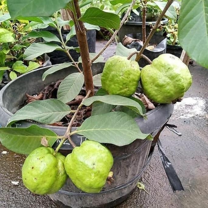 

Terlaris Bibit Jambu Kristal Sudah Berbuah Lebat