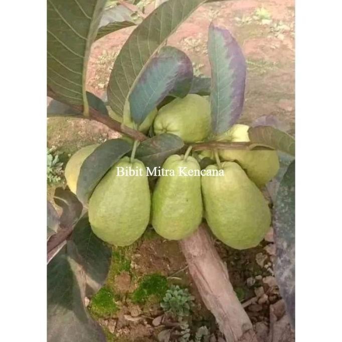 

Terlaris Bibit Jambu Kristal Farang Jambu Alpukat Siap Tanam Super Unggulan