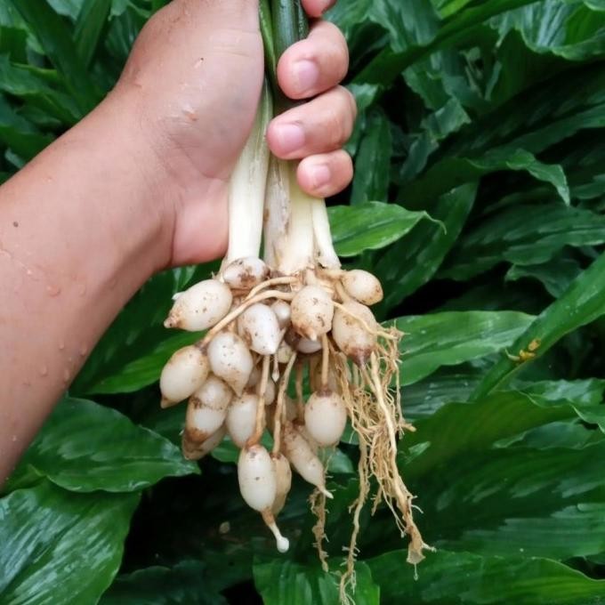 

Terlaris Bibit Tanaman Kunyit Putih-Kunir Putih-Herbal Kunyit