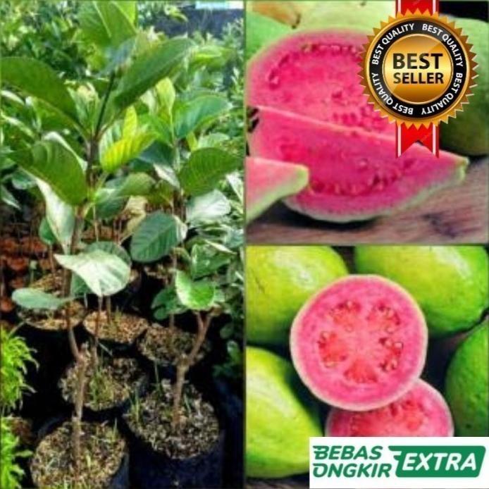 

Terlaris Bibit Jambu Bangkok Merah Hasil Okulasi Cepat Berbuah