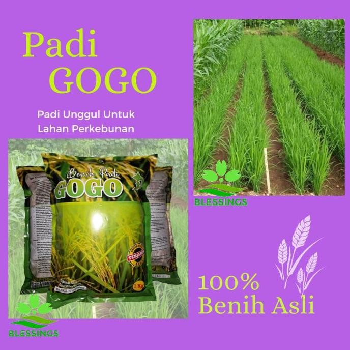 

Terlaris Bibit Padi Gogo
