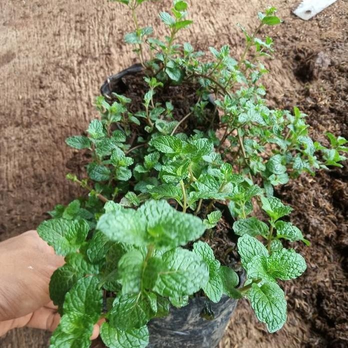 

Terlaris Tanaman Herbal Daun Mint Asli Pohon Papermint Original