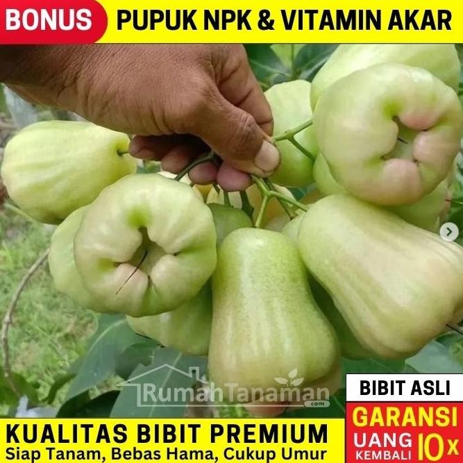 

Terlaris Bibit Jambu Air Madu Deli Asli Bergaransi, Murah & Unggul