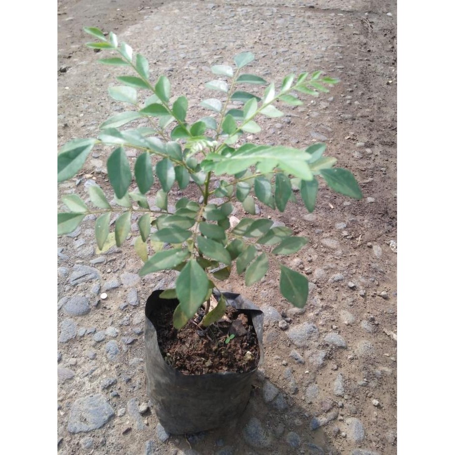 

Terlaris Bibit Tanaman Salam Koja / Daun Kari / Temurui - Bumbu Masak Kari