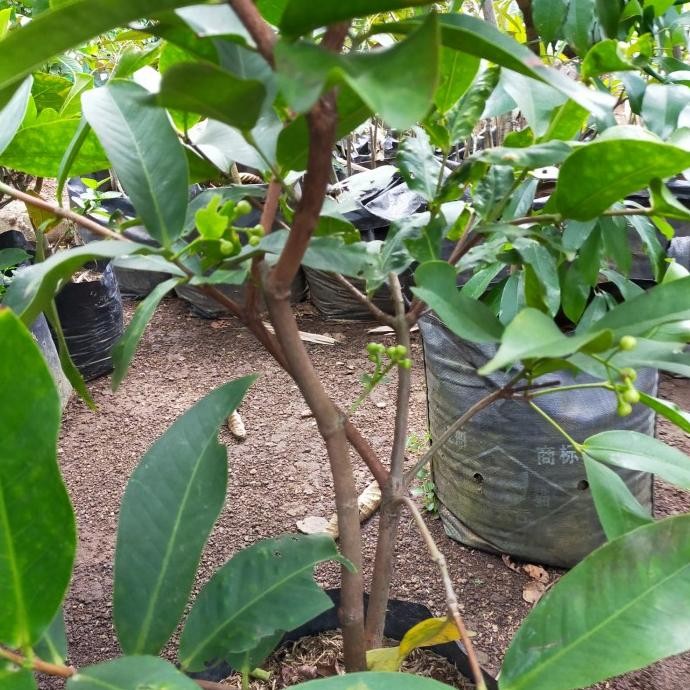 

Terlaris Bibit Pohon Jambu Deli Madu 1 Meter Berbunga