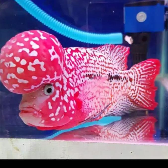 STOK TERBATAS BURAYAK IKAN LOUHAN KING KAMFA 9.9