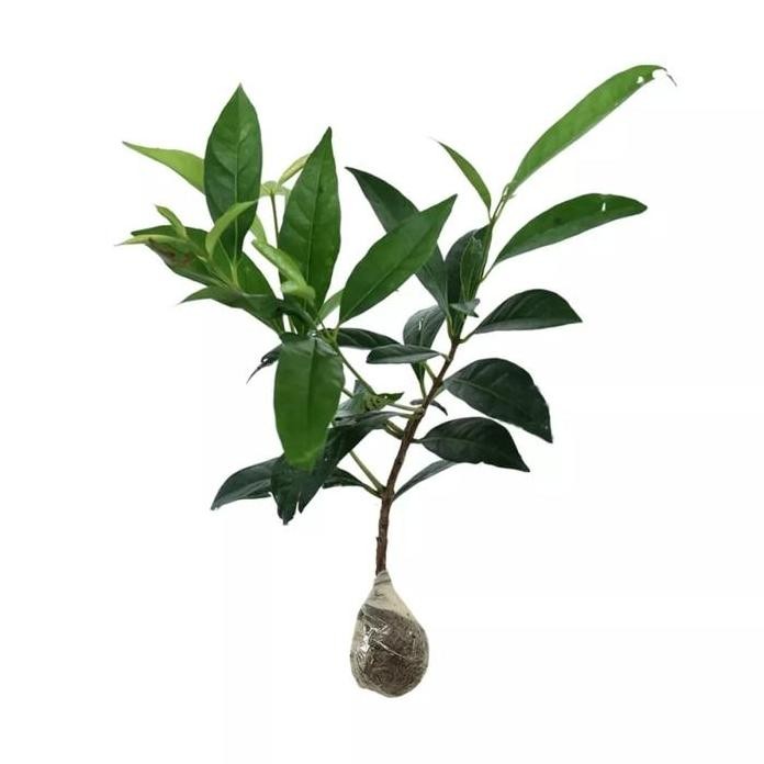 

Terlaris Bibit Tanaman Daun Salam Bumbu Masak