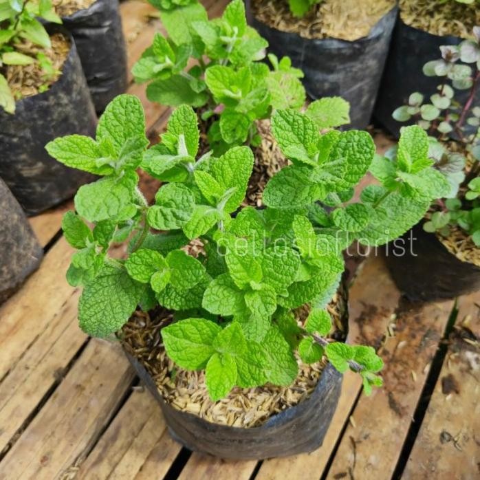 

Terlaris Tanaman Herbal Rempah Daun Apple Mint