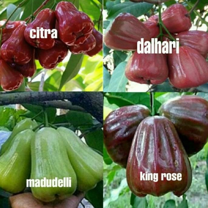 

Terlaris Paket 4 Bibit Jambu Air Okulasi (Citra, Dalhari, Madu Deli, King Rose)