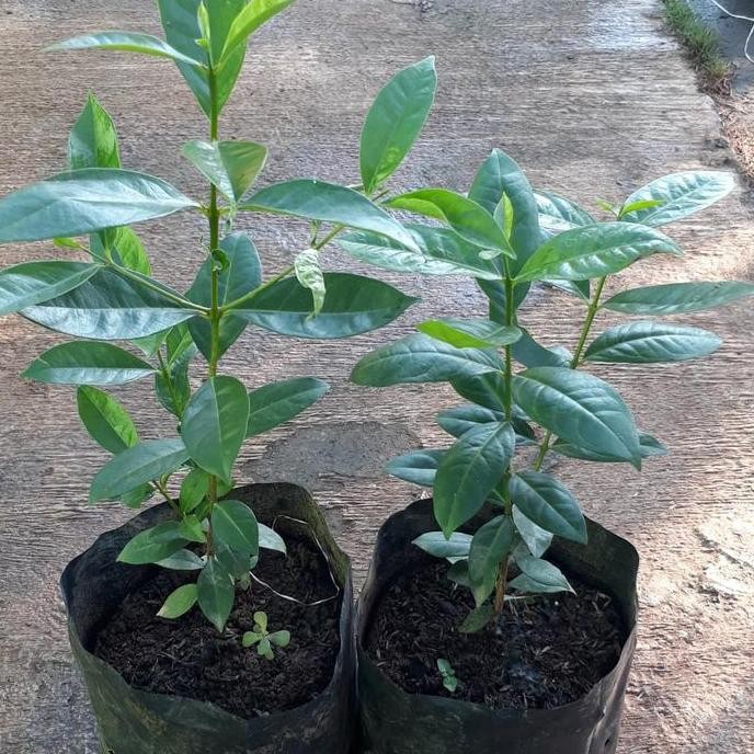 

Terlaris Bibit Pohon Daun Salam Bumbu Dapur
