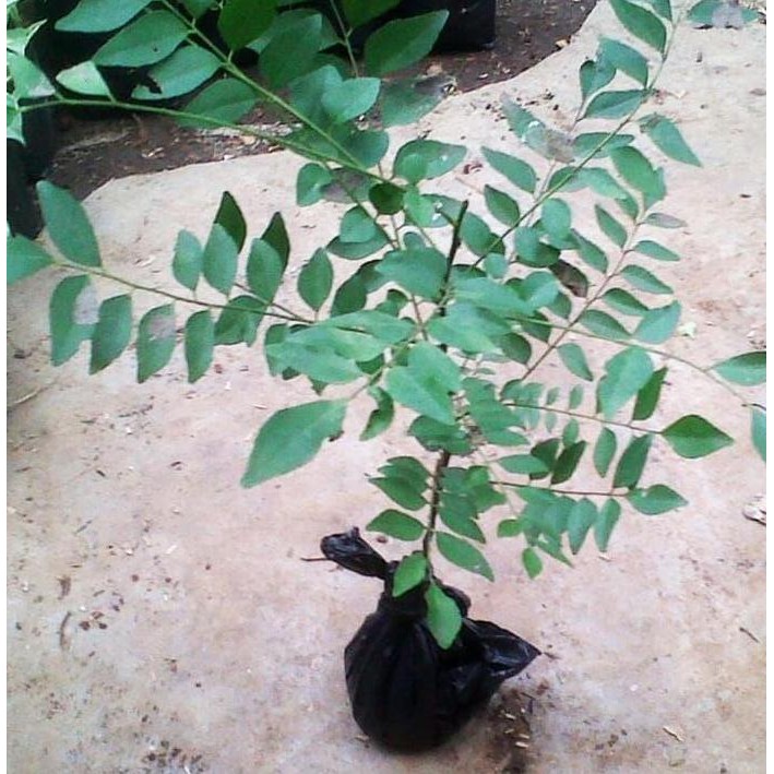 

Terlaris Bibit Pohon Salam Koja/Temuru/Daun Kari - 20Cm