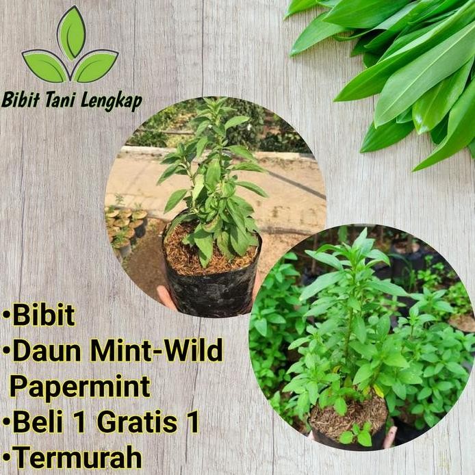 

Terlaris Bibit Tanaman Herbal Daun Mint-Wild Papermint Rimbun Beli 1 Gratis 1