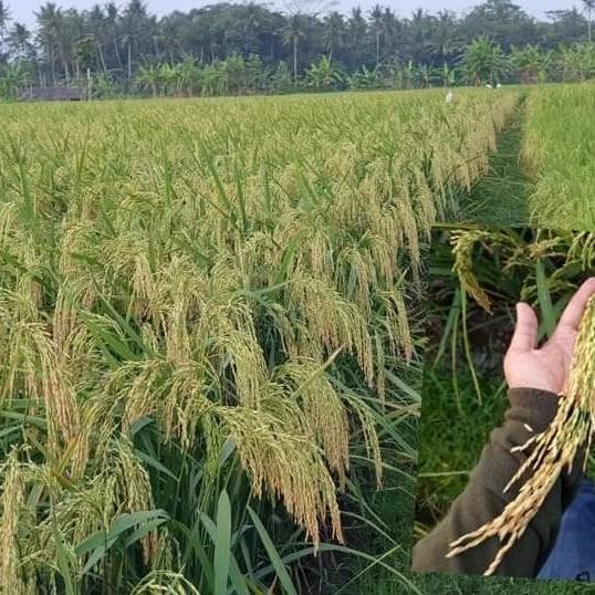 

Terlaris Benih Padi Hms 700 1Kg