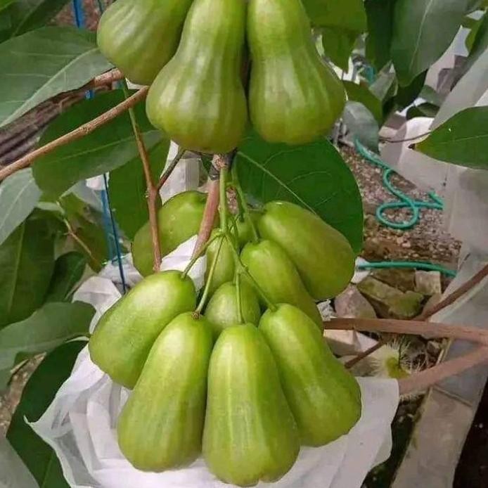 

Terlaris Terbaik Dan Terpercaya Bibit Tanaman Jambu Air Green Giant Pohon Jambu Green Giant Okulasi Berkualitas