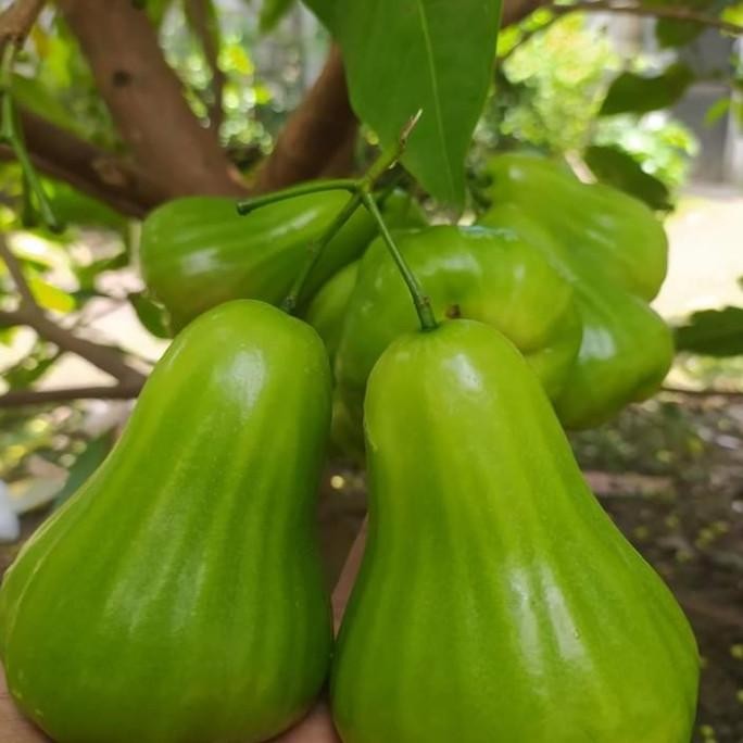 

Terlaris Bibit Jambu Green Giant Terlaris