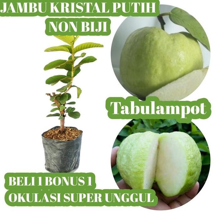 

Terlaris Bibit Jambu Kristal Putih Okulasi Cepat Berbuah/ Sudah Berbuah