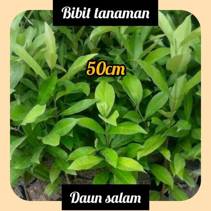 

Terlaris Bibit Daun Salam 50 Cm Up