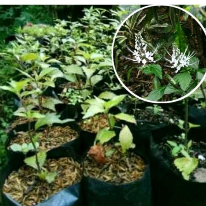 

Terlaris Bibit Tanaman Herbal Kumis Kucing