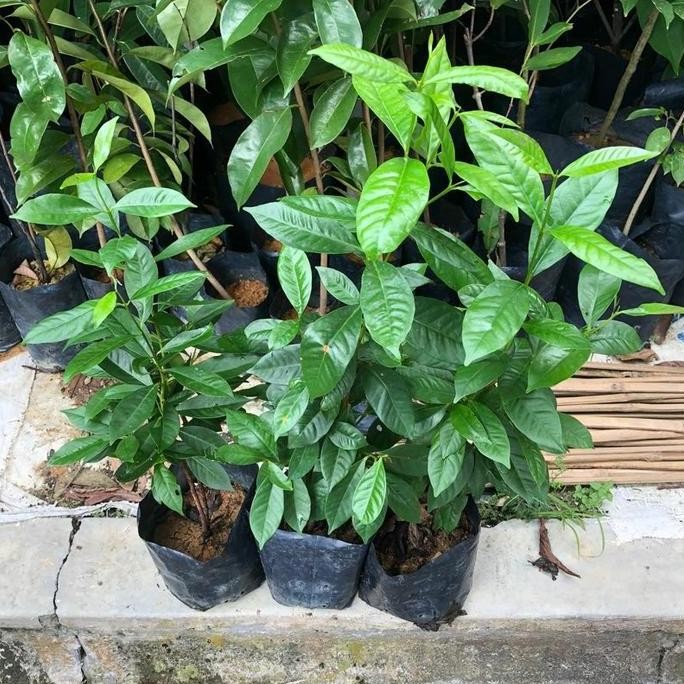 

Terlaris Bibit Tanaman Dapur Daun Salam