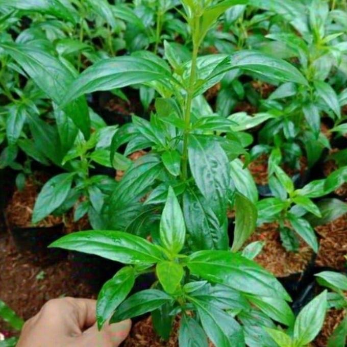 

Terlaris Bibit Tanaman Sambiloto Herbal