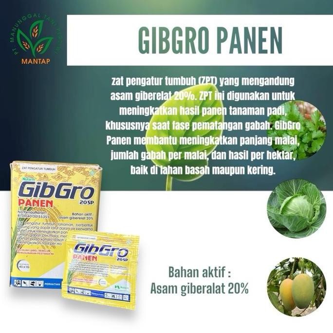

Terlaris Gibbro Panen 20 Sp 1 Gram ( Zpt Pengubur Padi )