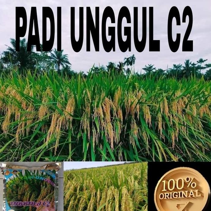 

Terlaris Benih Padi Inbrida C2 Kemasan 1Kg
