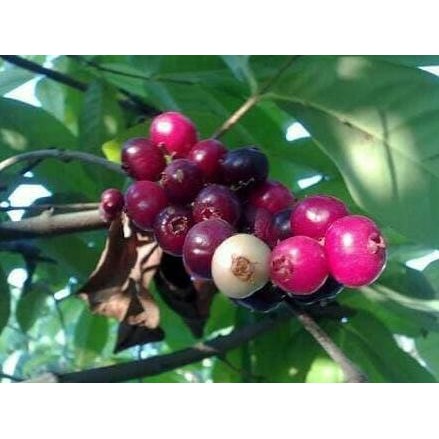 

Terlaris Bibit Tanaman Buah Daun Salam