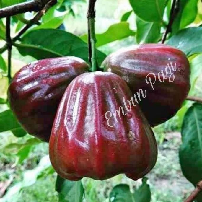

Terlaris Bibit Pohon Buah Jambu Air Black Kingkong Manis