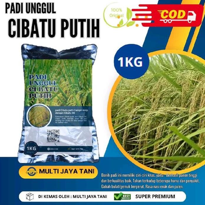 

Terlaris Benih Padi Unggul Cibatu Putih 1Kg Kualitas Premium