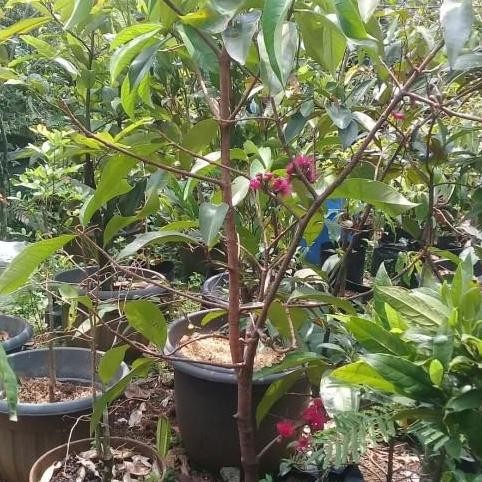 

Terlaris Bibit Pohon Jambu Jamaika Sudah Berbunga/Berbuah