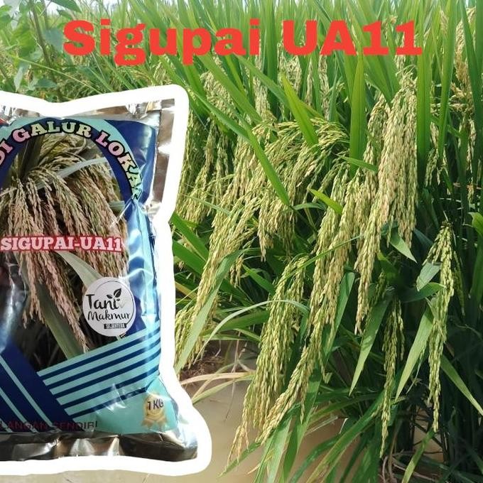 

Terlaris Benih Padi Sigupai Ua11 Kemasan 1Kg