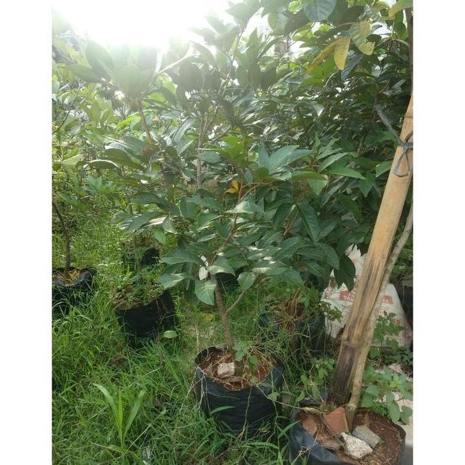 Tanaman Bibit Rambutan Ace Binjai Cangkok ISTIMEWA