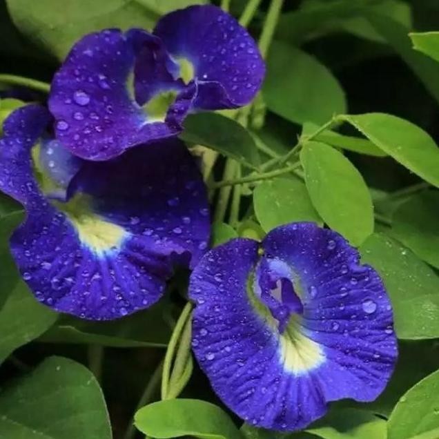 

Terlaris Bibit Bunga Telang Biru - Tanaman Herbal