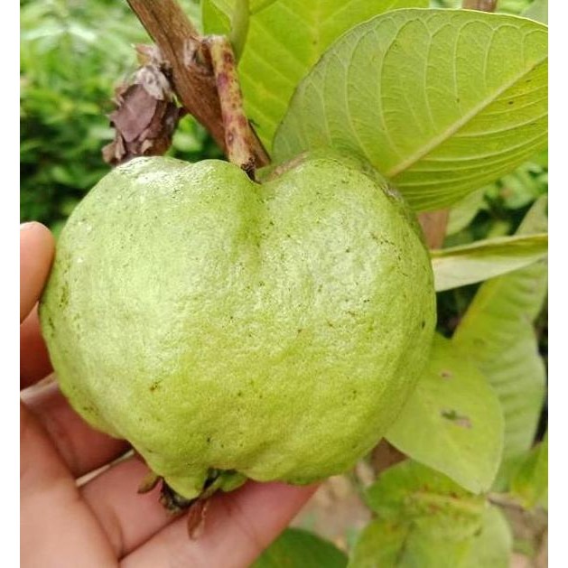 Terlaris Bibit Jambu Biji Siumik Pala Cangkok