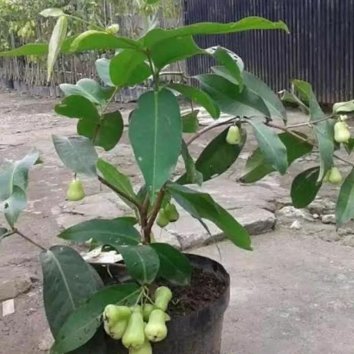 

Terlaris Tabulampot Bibit Jambu Air Madu Deli Hijau